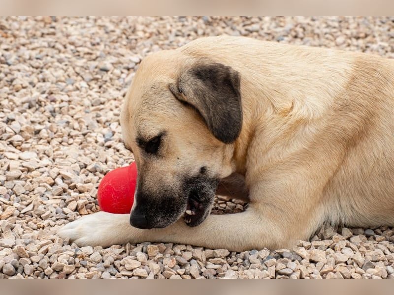 Maverick - Wer gibt ihm die Chance, über sich hinauszuwachsen?