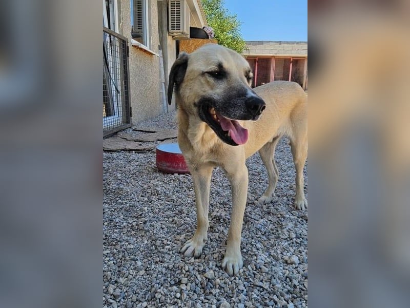 Maverick - Wer gibt ihm die Chance, über sich hinauszuwachsen?