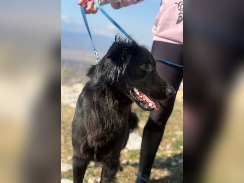 Benji - Sportskanone sucht ihr Glück