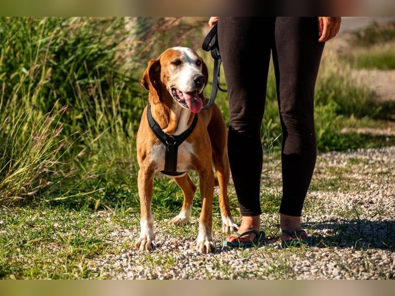 Watson – ein Senior auf der Suche nach Ruhe und Liebe