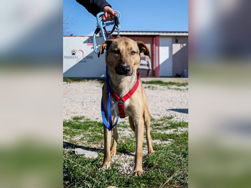 Alessio – sanfter Blick, großes Herz