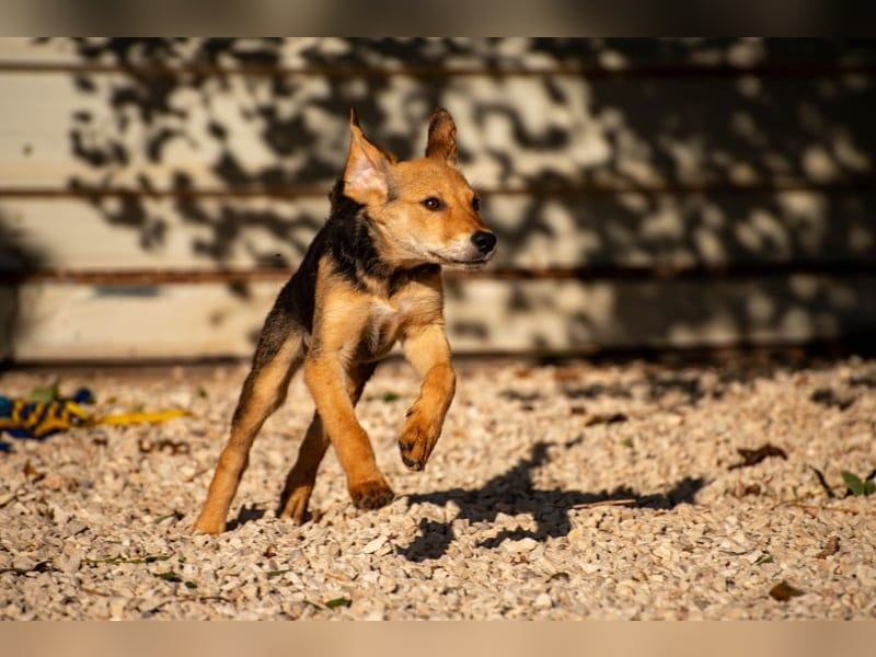 Arlo möchte euer Familienhund werden