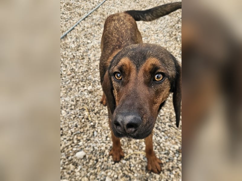 Wirbelwind Mistral sucht aktive Familie