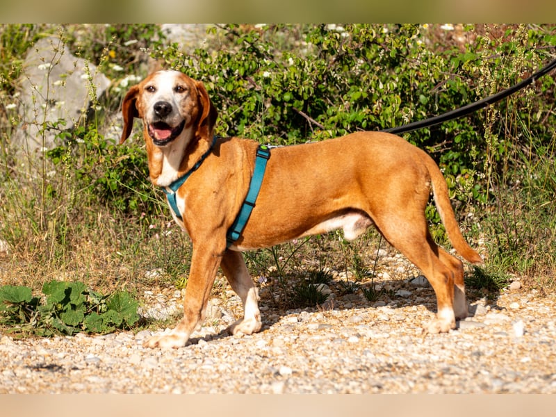 Watson – ein Senior auf der Suche nach Ruhe und Liebe