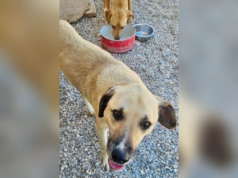 Maverick - Wer gibt ihm die Chance, über sich hinauszuwachsen?