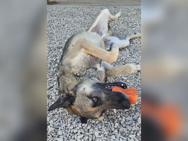 Nuvo – ein Kämpfer mit besonderem Charme sucht ein Zuhause