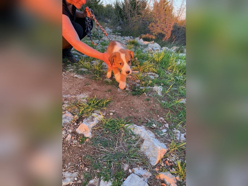 Pino wünscht sich ein Zuhause