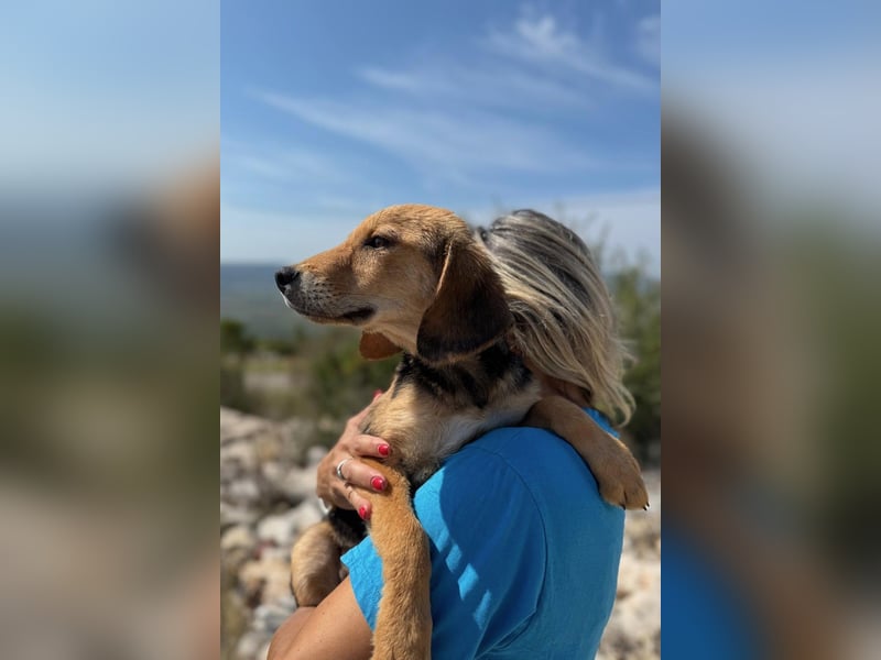 Arlo möchte euer Familienhund werden