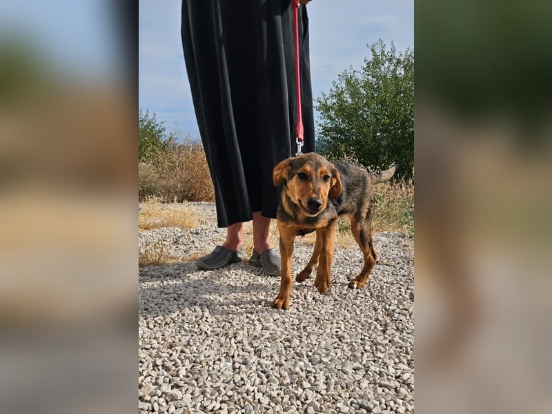Maggie sucht Menschen mit einem großen Herzen