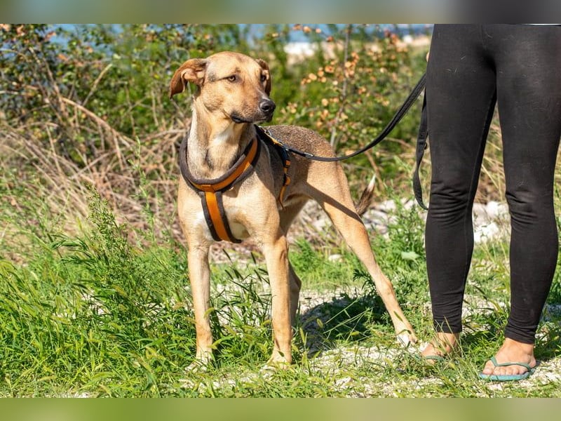 Alessio – sanfter Blick, großes Herz