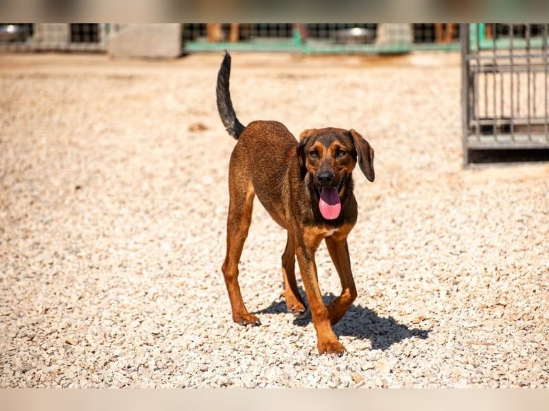 Wirbelwind Mistral sucht aktive Familie