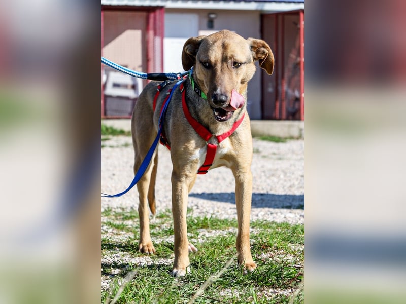 Alessio – sanfter Blick, großes Herz