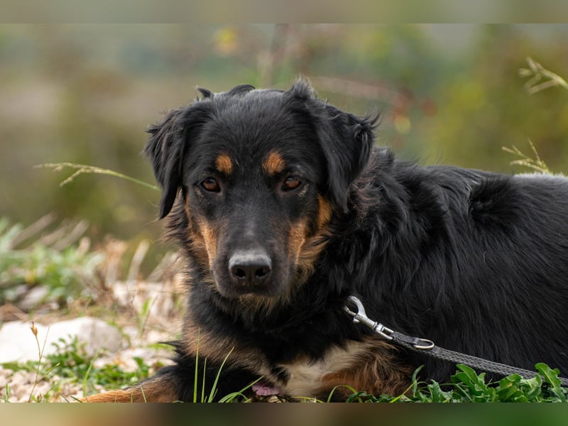 Wundervolle Missy sucht ihr Für-immer-Zuhause