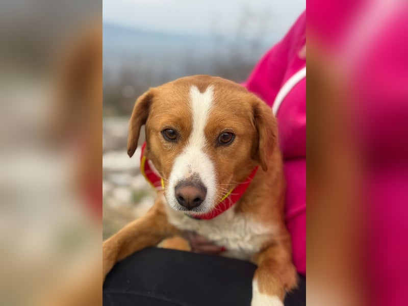 Chilli - heißer Typ sucht ein Zuhause