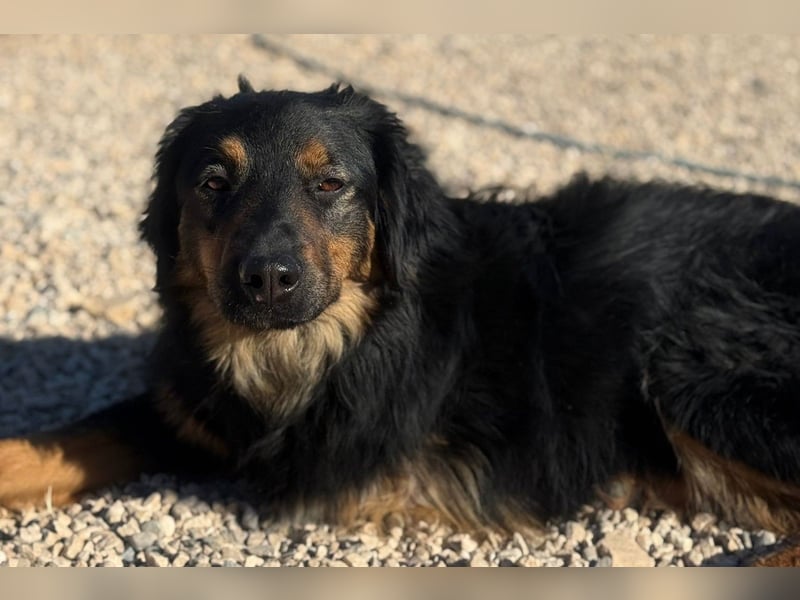 Wundervolle Missy sucht ihr Für-immer-Zuhause