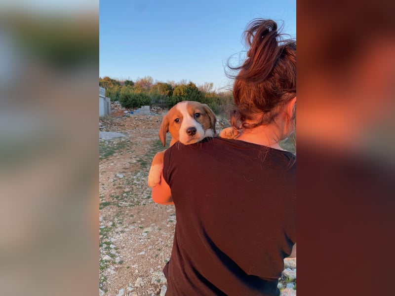 Pino wünscht sich ein Zuhause