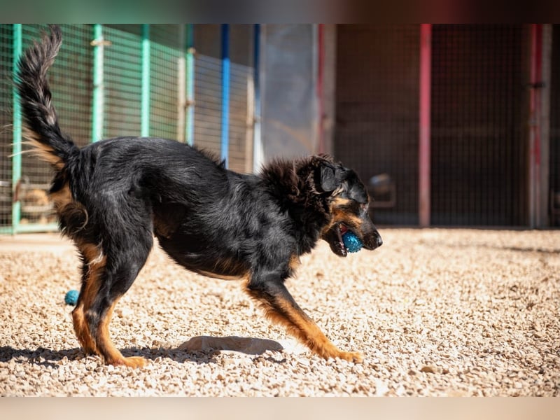 Wundervolle Missy sucht ihr Für-immer-Zuhause