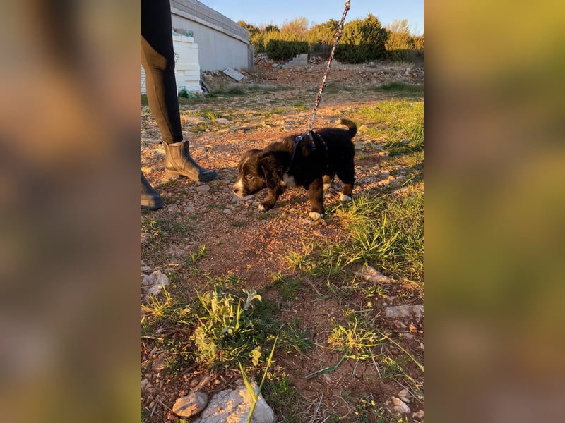 Arti wünscht sich ein Zuhause