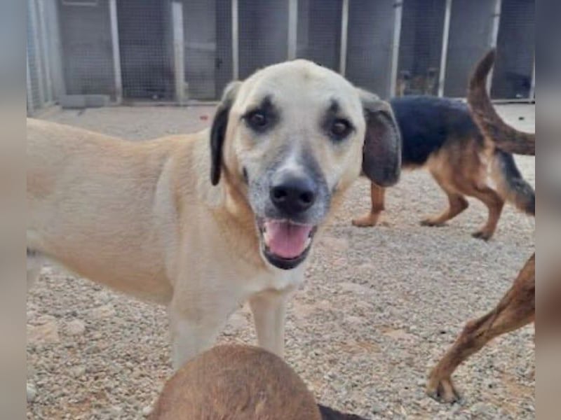 Maverick - Wer gibt ihm die Chance, über sich hinauszuwachsen?