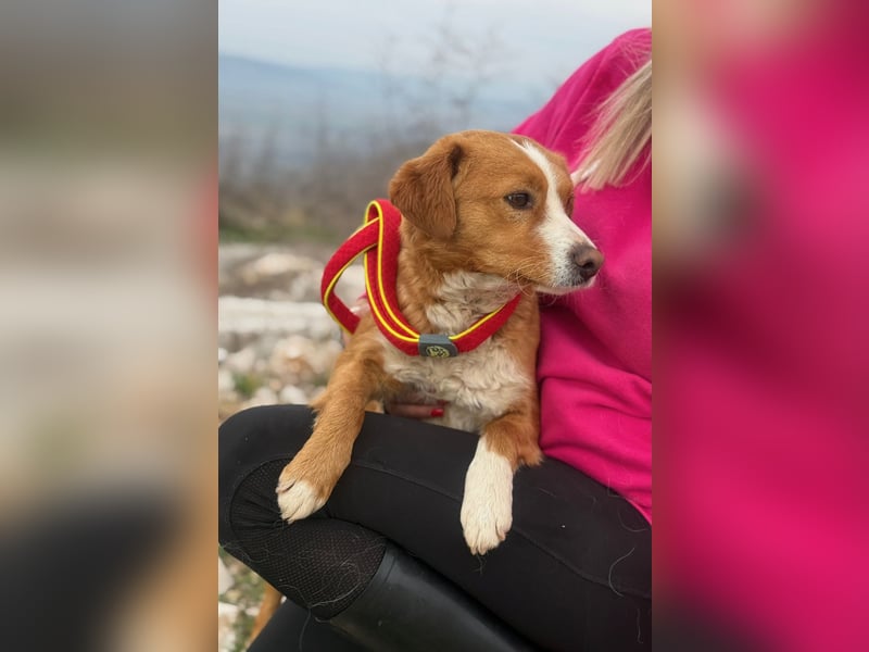 Chilli - heißer Typ sucht ein Zuhause