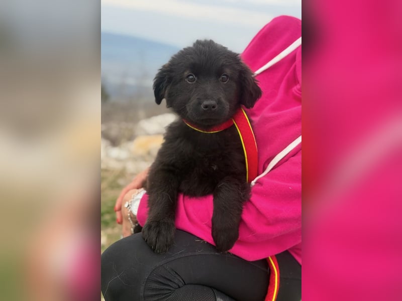 Zoe sucht ein liebevolles Zuhause