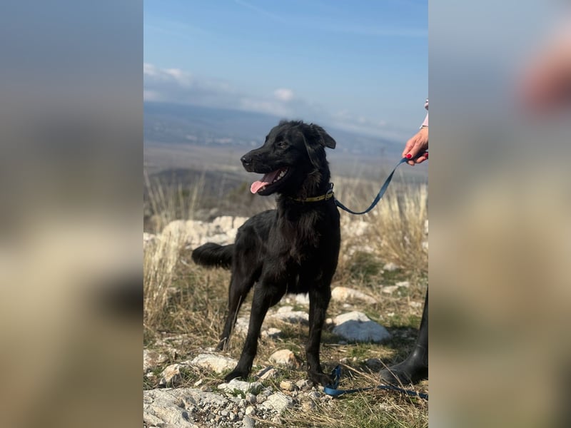 Benji - Sportskanone sucht ihr Glück