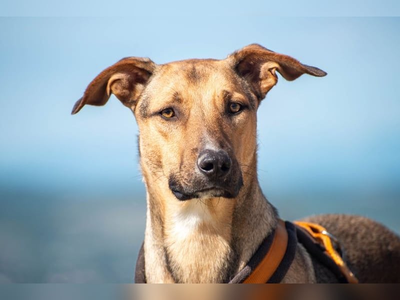 Alessio – sanfter Blick, großes Herz