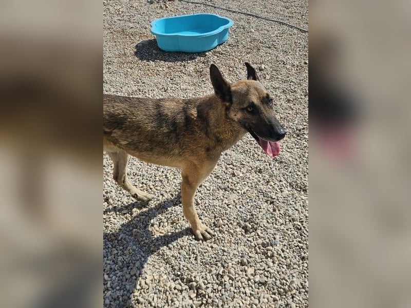 Nuvo – ein Kämpfer mit besonderem Charme sucht ein Zuhause