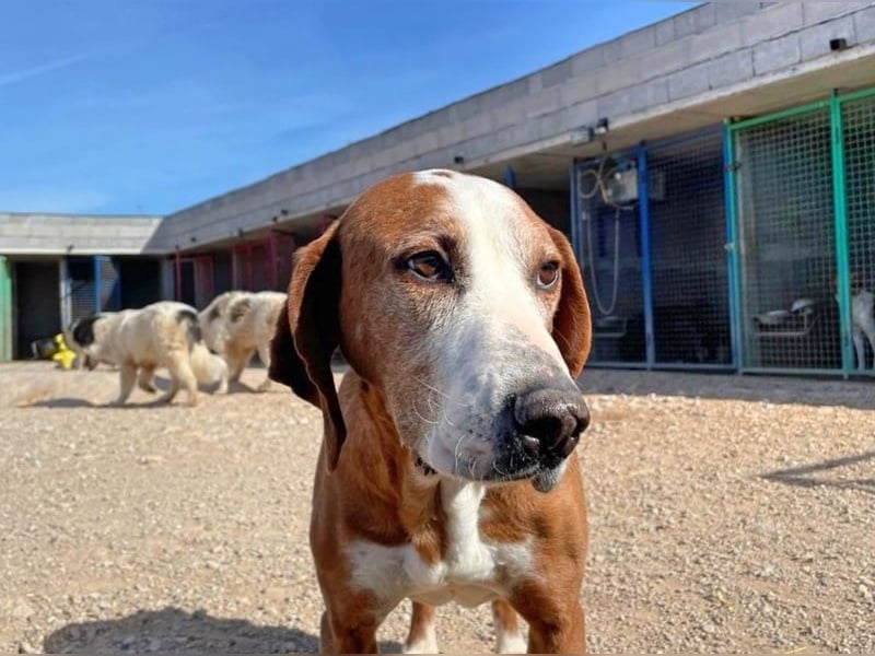 Watson – ein Senior auf der Suche nach Ruhe und Liebe