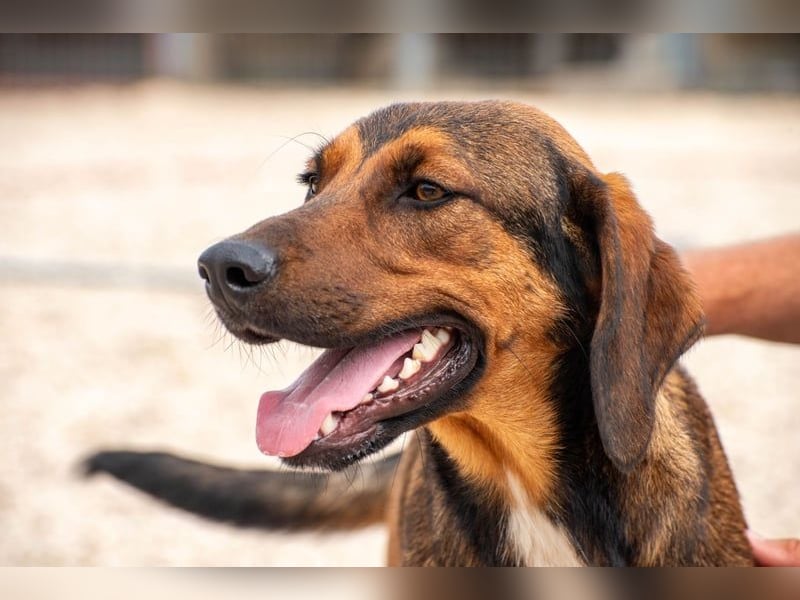 Wirbelwind Mistral sucht aktive Familie