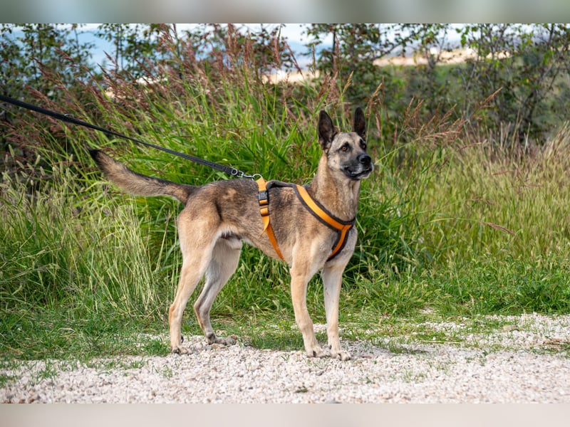 Nuvo – ein Kämpfer mit besonderem Charme sucht ein Zuhause