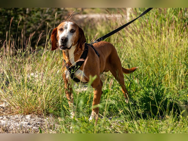 Watson – ein Senior auf der Suche nach Ruhe und Liebe
