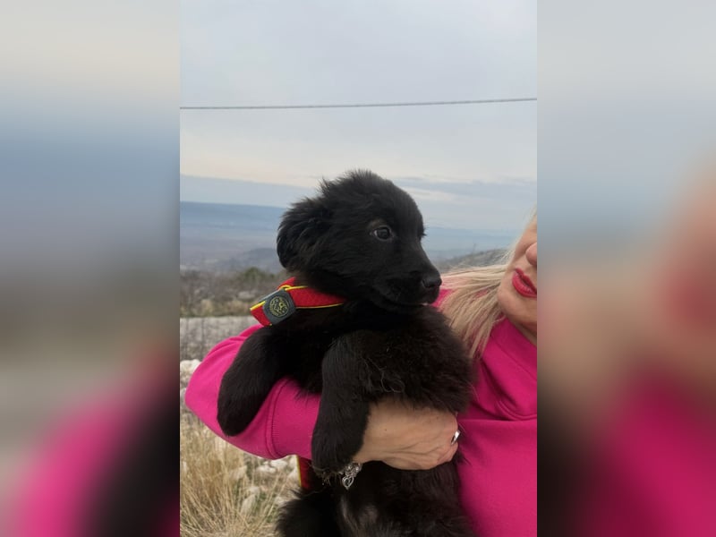 Zoe sucht ein liebevolles Zuhause