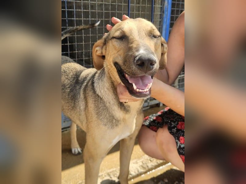 Alessio – sanfter Blick, großes Herz