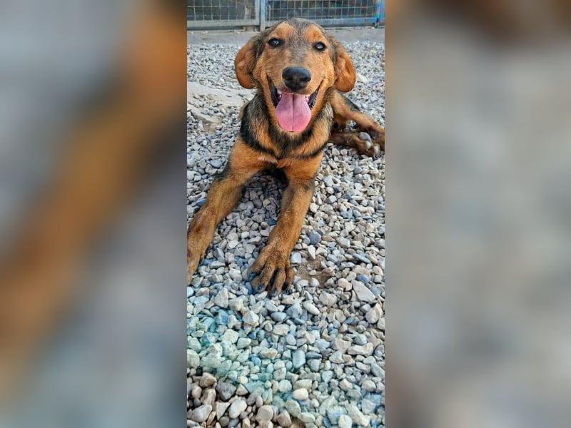 Maggie sucht Menschen mit einem großen Herzen