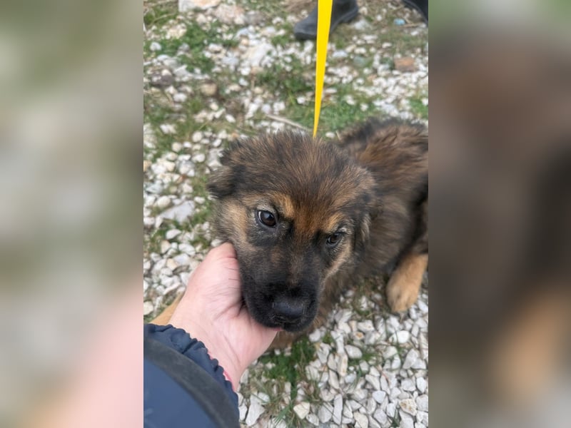 Calua sucht ein liebevolles Zuhause