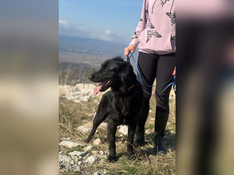 Benji - Sportskanone sucht ihr Glück