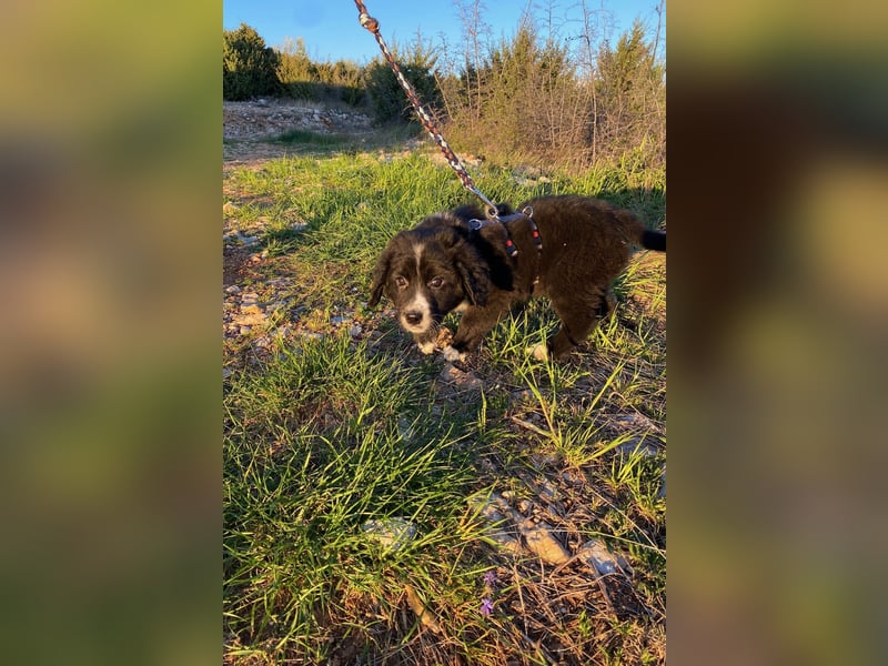 Arti wünscht sich ein Zuhause