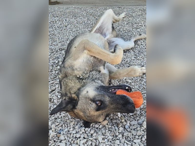 Nuvo – ein Kämpfer mit besonderem Charme sucht ein Zuhause