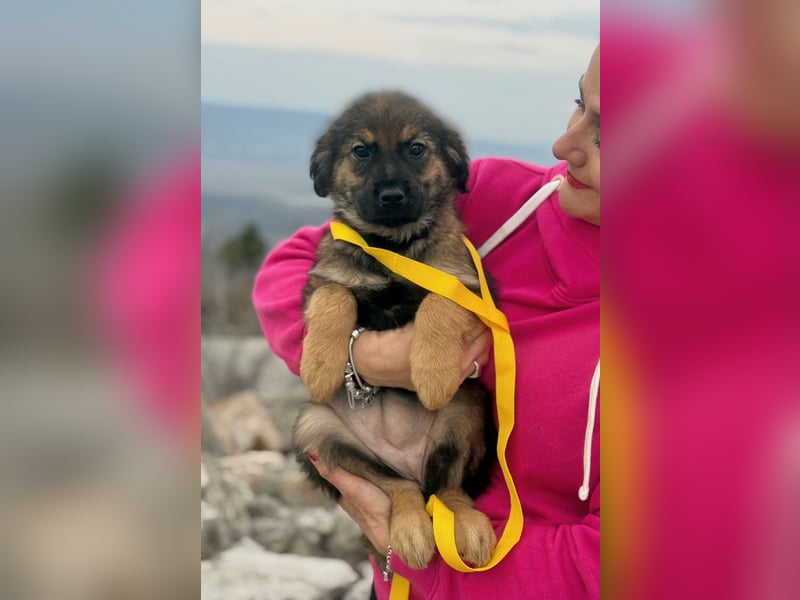 Calua sucht ein liebevolles Zuhause