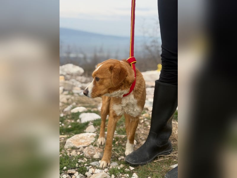 Chilli - heißer Typ sucht ein Zuhause