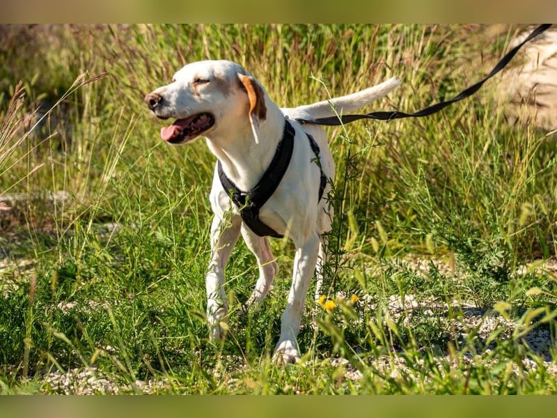 Dauergast Dino sucht Menschen mit Herz