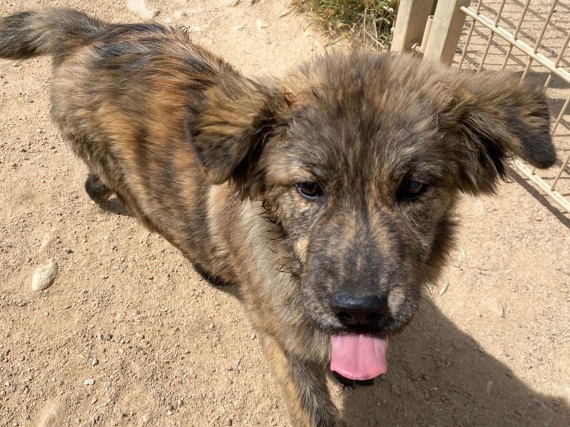 Shelly – Kleines Hundekind sucht das ganz große Familienglück!