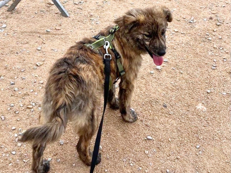 Shelly – Kleines Hundekind sucht das ganz große Familienglück!