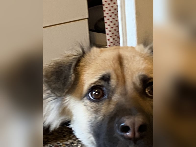 Toffee sucht erfahrenes, liebevolles Zuhause – besondere Hündin für Hundeprofis