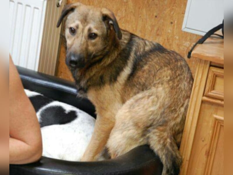 Archie sucht ein neues Zuhause