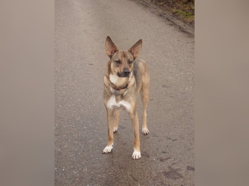 Bronko sucht ein neues Zuhause