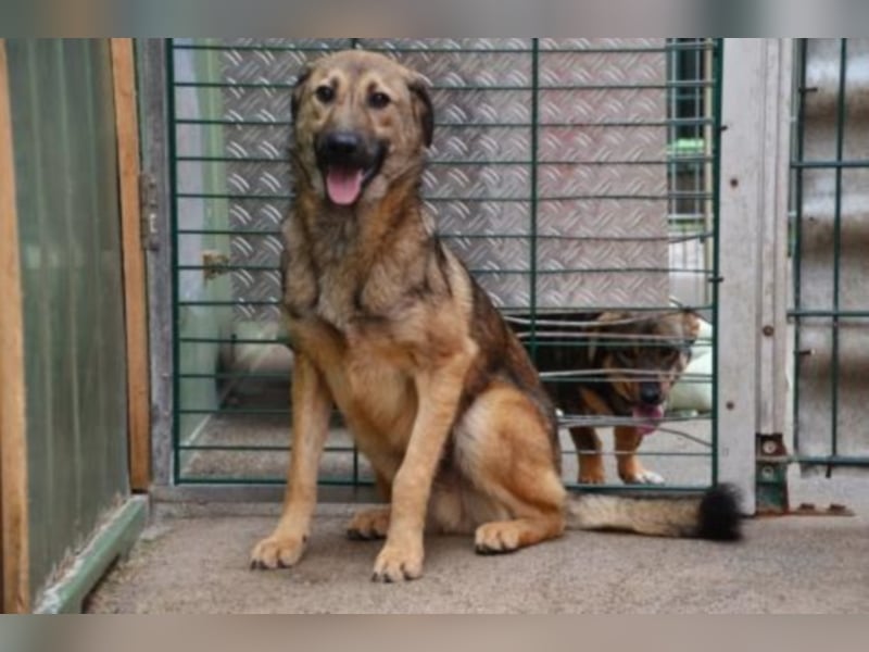 Archie sucht ein neues Zuhause