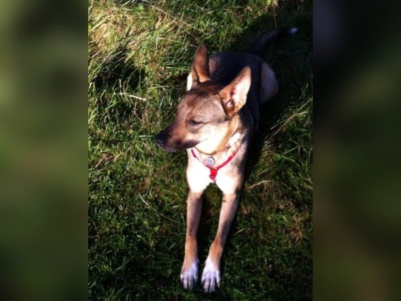 Bronko sucht ein neues Zuhause