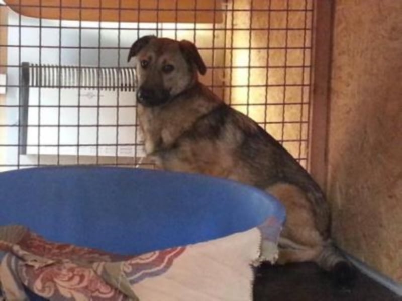 Archie sucht ein neues Zuhause